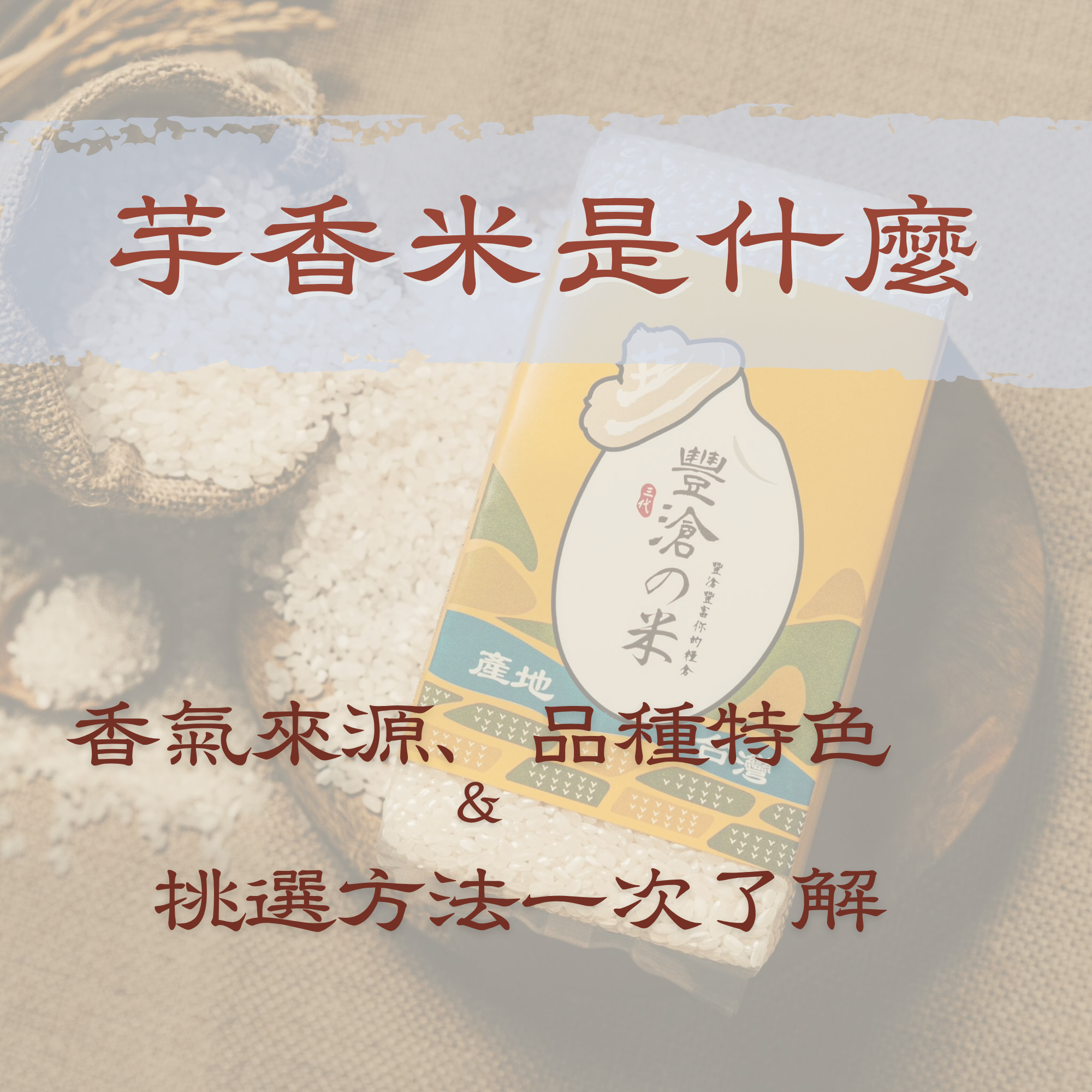 芋香米是什麼？從香氣來源、品種特色到挑選方法一次了解
